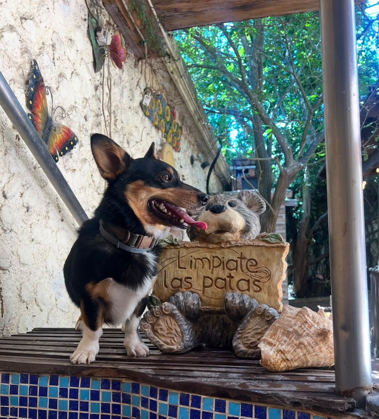 Mascotas compartiendo durante su estadía en La Cabaña del Cachorro
